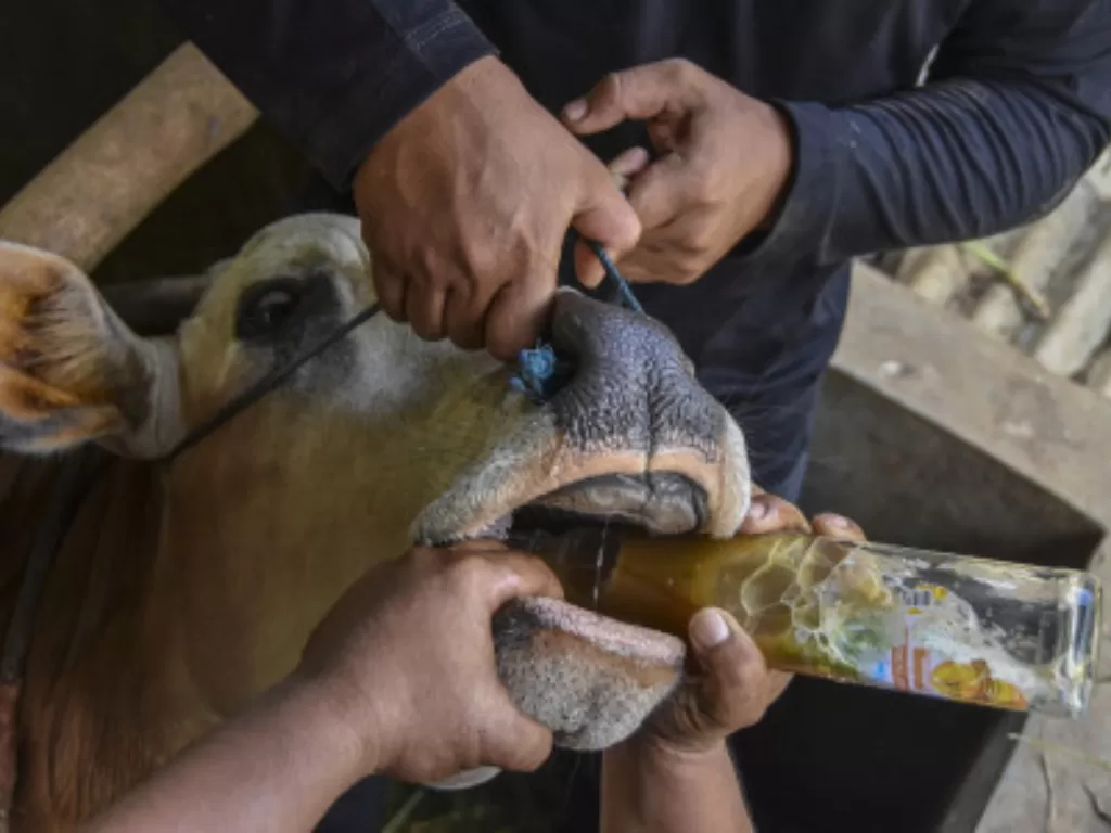 Peternak memberikan minuman jamu tradisional kepada sapi peliharaan di Peternakan Berkah Super Pedet (BSP) Farm, Desa Ciharalang, Jawa Barat (Ilustrasi/ ANTARA FOTO/Adeng Bustomi)