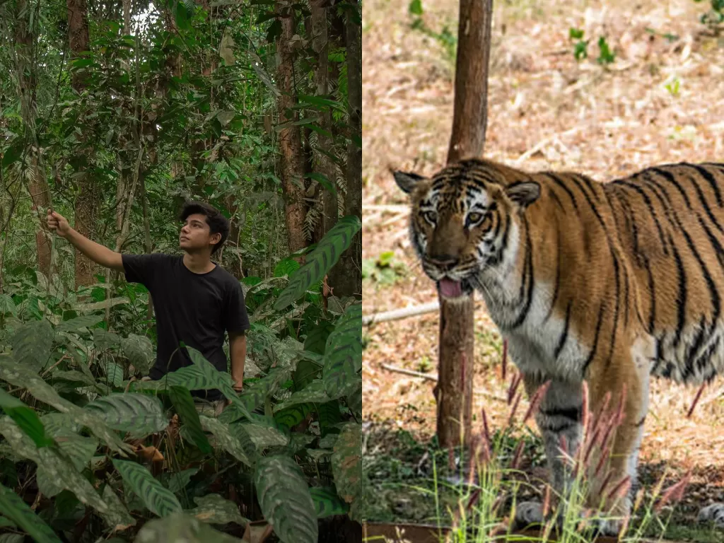 Andrew Kalaweit. (Instagram/@andrewkalaweit) / Ilustrasi harimau. (Pexels)