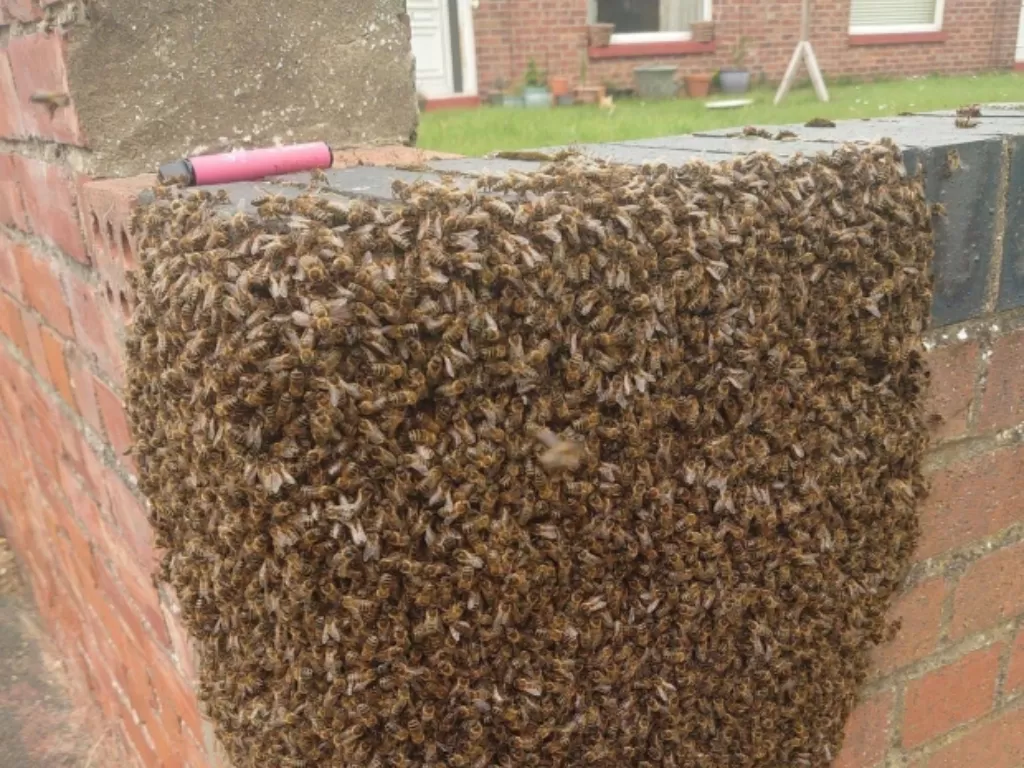 Ribuan lebah di dinding pagar rumah warga. (The Sun)