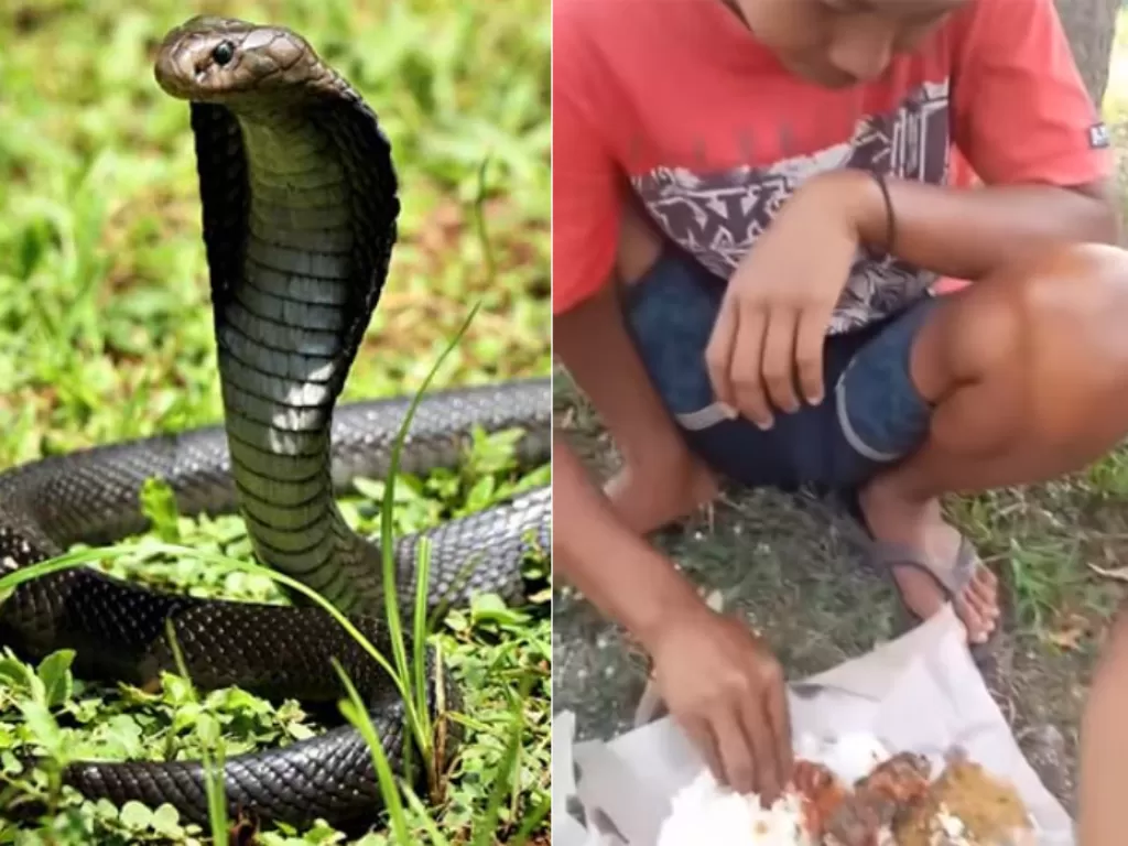 Warga sedang asik makan temukan ular kobra yang kejar santapannya. (Foto/Instagram/Istimewa)