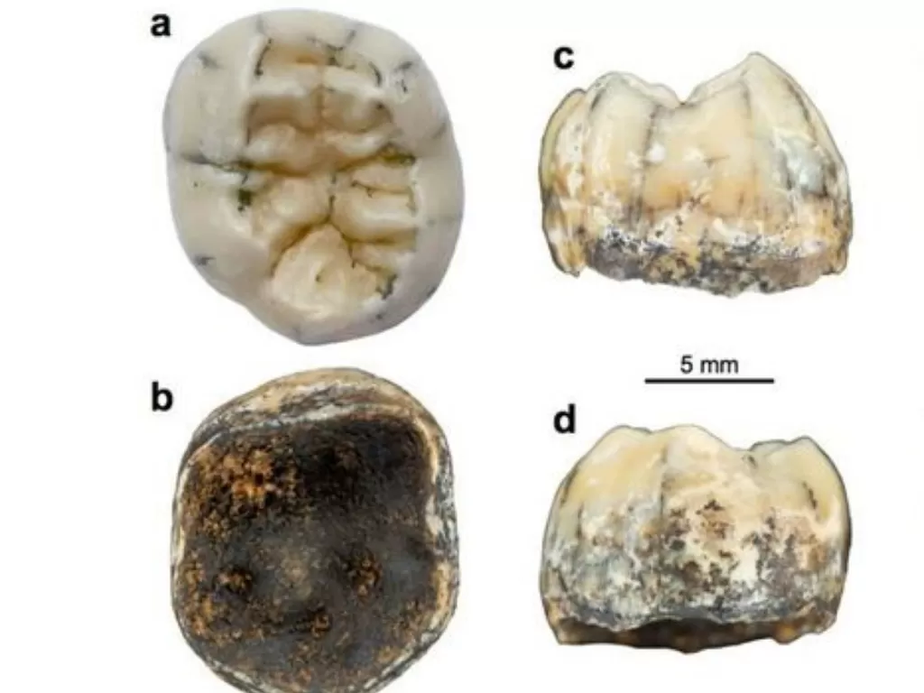 Penemuan gigi manusia purba. (Nationalgeographic)