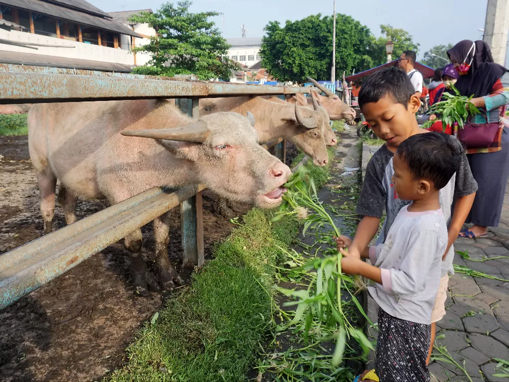 Anak-anak memberi makan kerbau bule (Sunaryo Haryo Bayu/IDZ Creators)