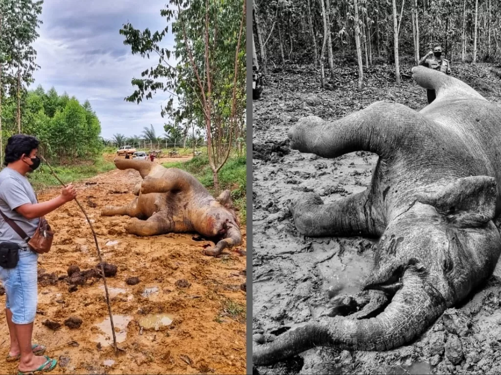 Gajah betina mati di Sumatera (BBKSDA Riau)