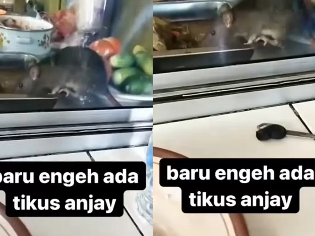 Tikus asik makan di warteg. (Instagram/@sedulur_solo)