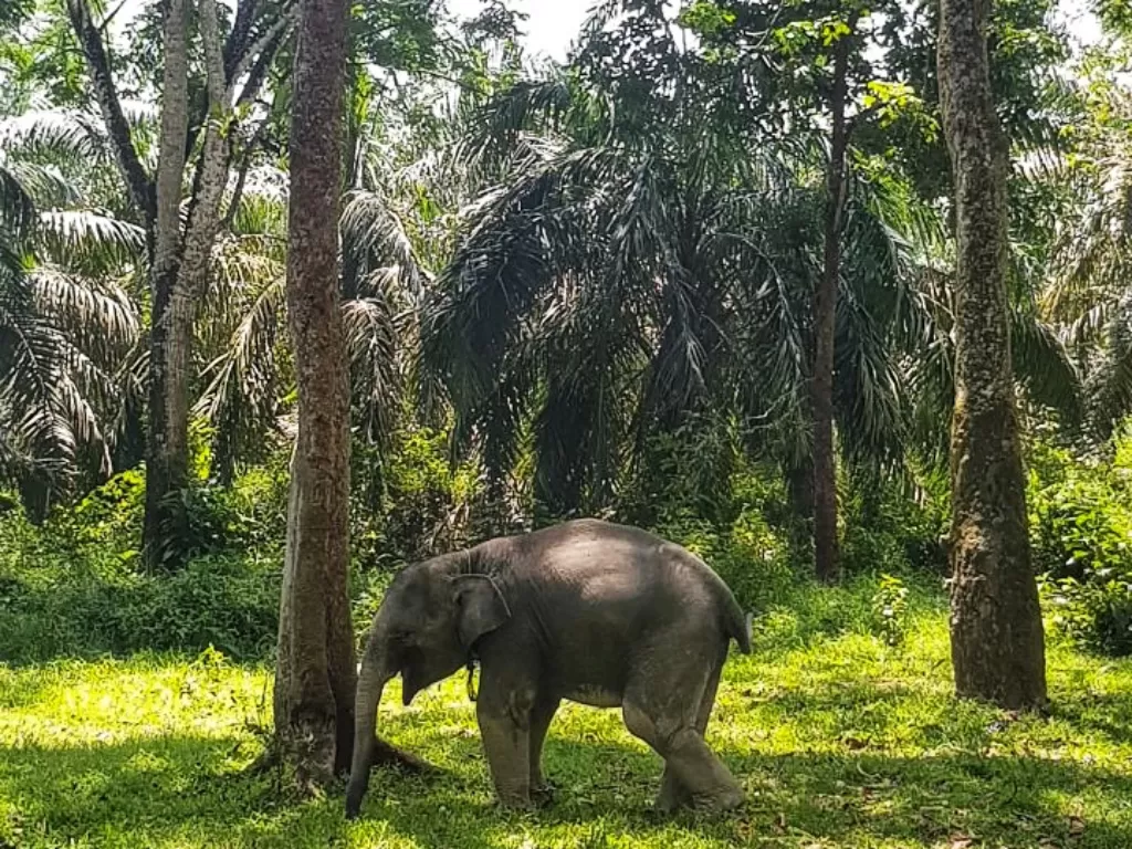 Bisa melihat gajah, bikin pikiran relaks (Winda Oktavia/IDZ Creators)