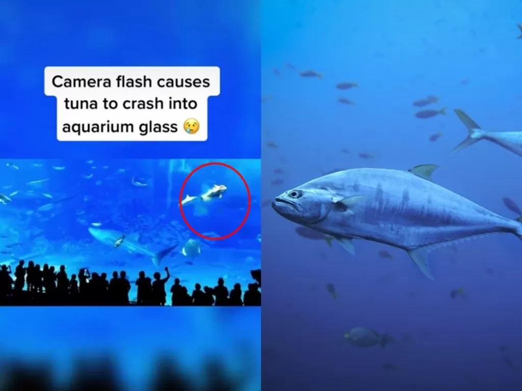 Kiri: Tragedi ikan tuna yang mati tragis di akuarium Okinawa, Jepang. (TikTok/@cosmicbeanx) Kanan: Ilustrasi Ikan Tuna. (Unsplash)