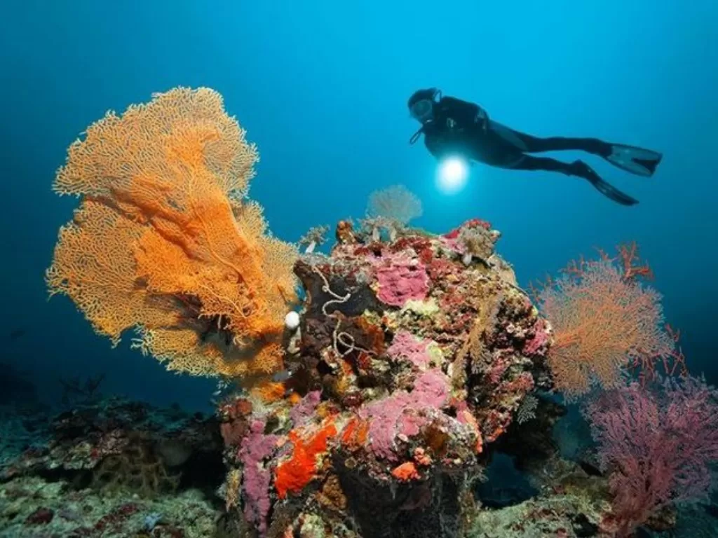 Ilustrasi pencabutan rumput laut di Australia. (National Geographic)