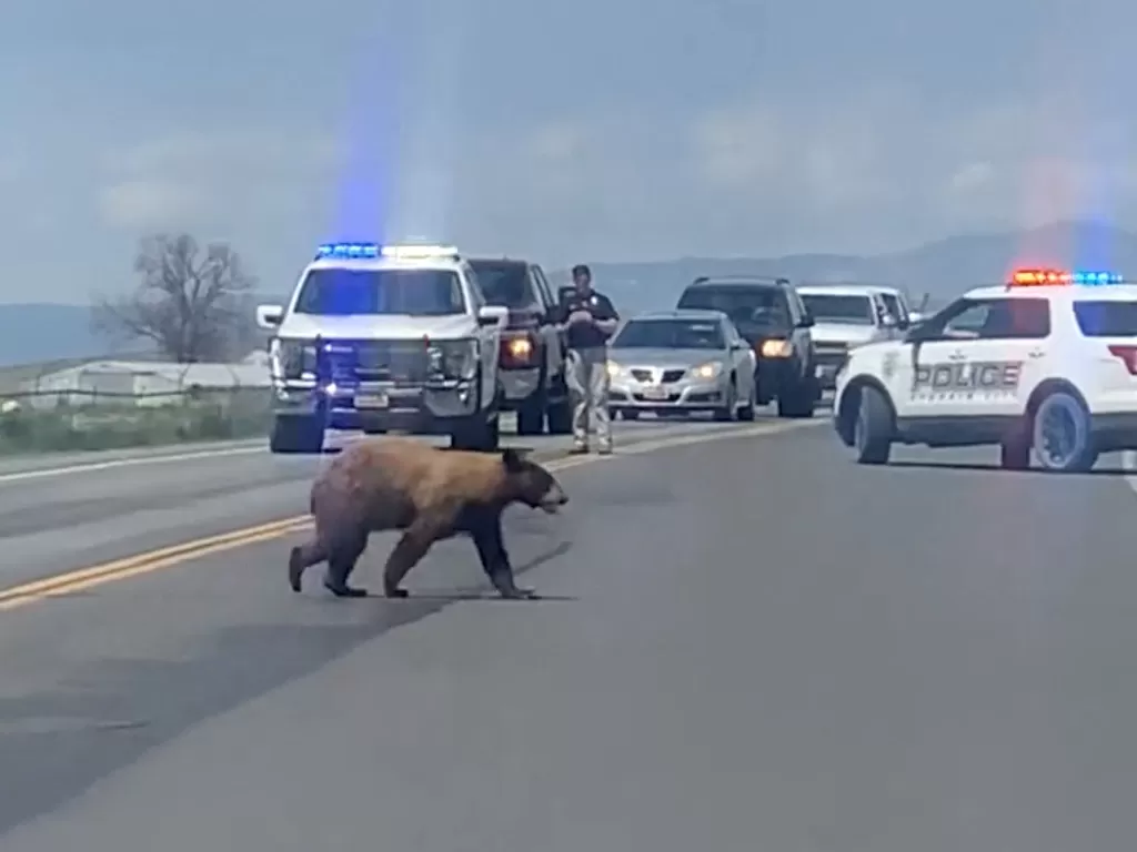 Beruang cuek tapi pinter menyebrang jalan raya melihat kanan-kiri.(Ephraim City Police/via REUTERS)