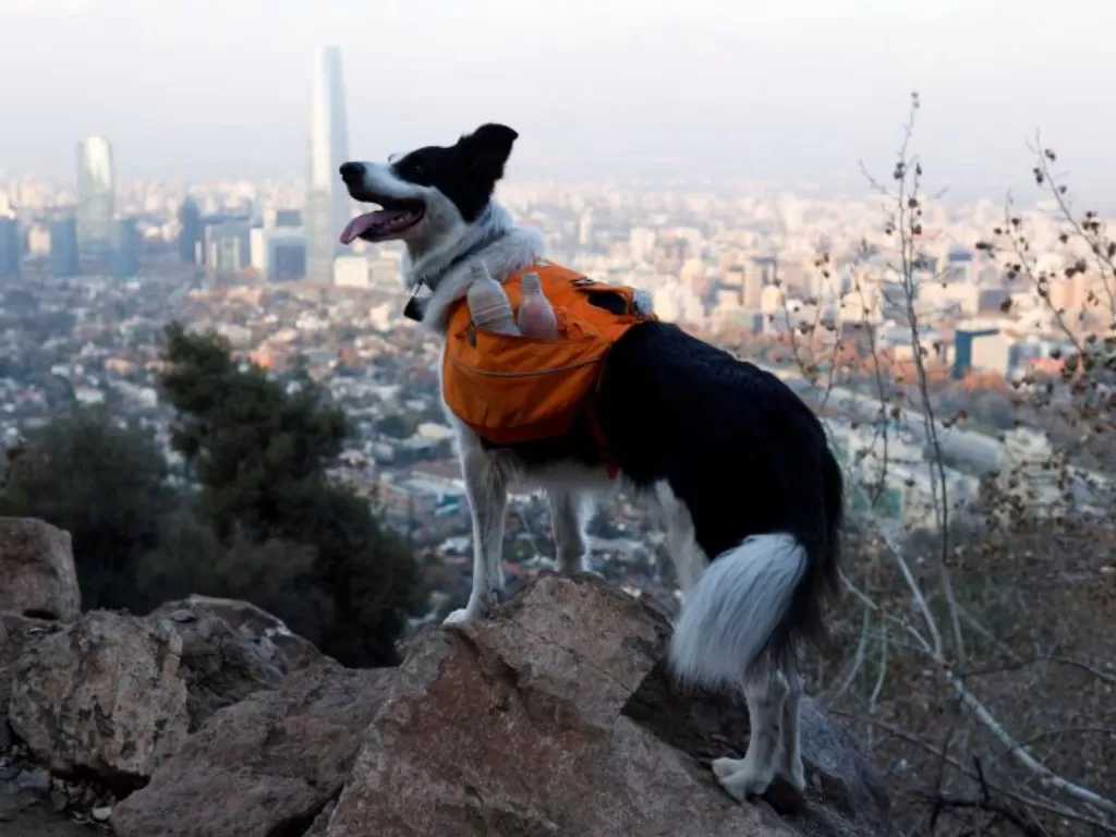 Anjing Border Collie bernama Sam saat mencari sampah agar taman metropolitan tetap bersih di Santiago, Chili, 31 Mei 2022. (REUTERS/STRINGER)