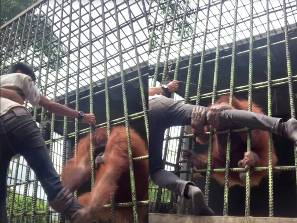 Pria yang diserang orangutan dan dipeluk bak rindu ayang. (TikTok/@ifin_)