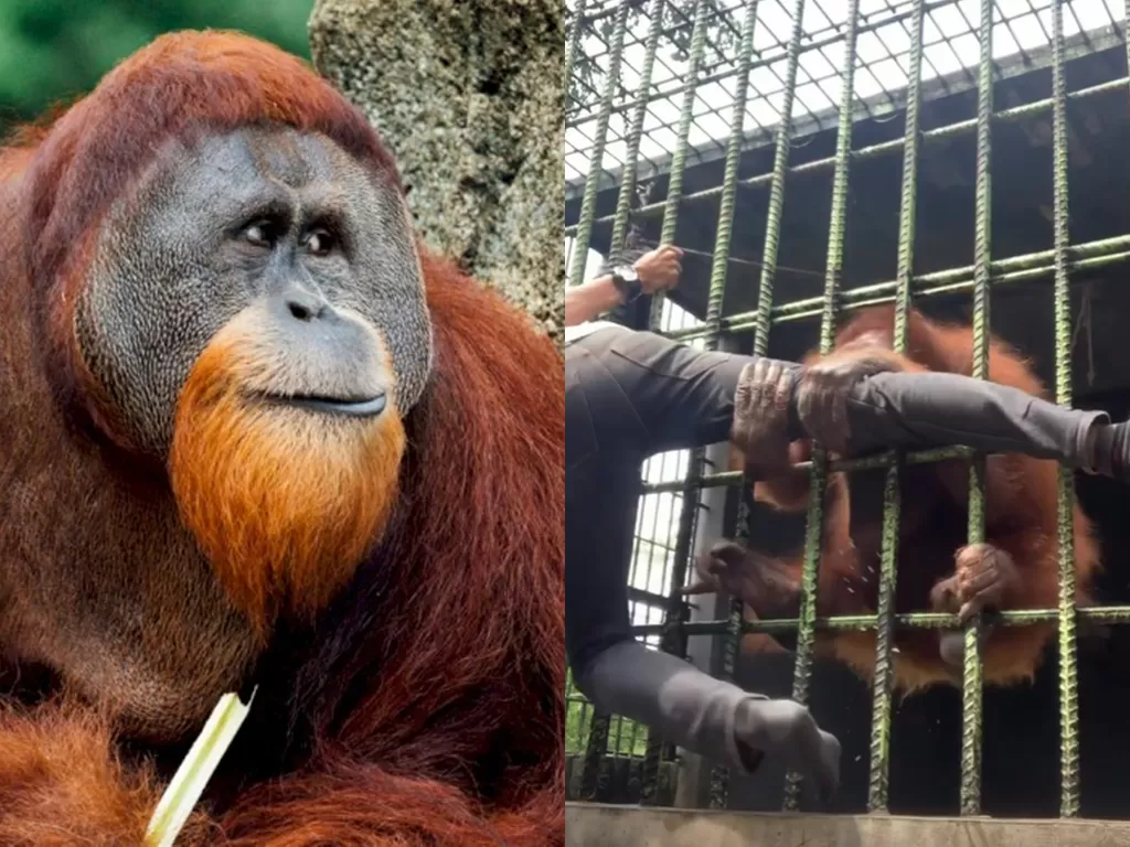 Kiri: ilustrasi orangutan. (Unsplash) / kanan: pengunjung ditarik orangutan. (Instagram/@ipin_chill)