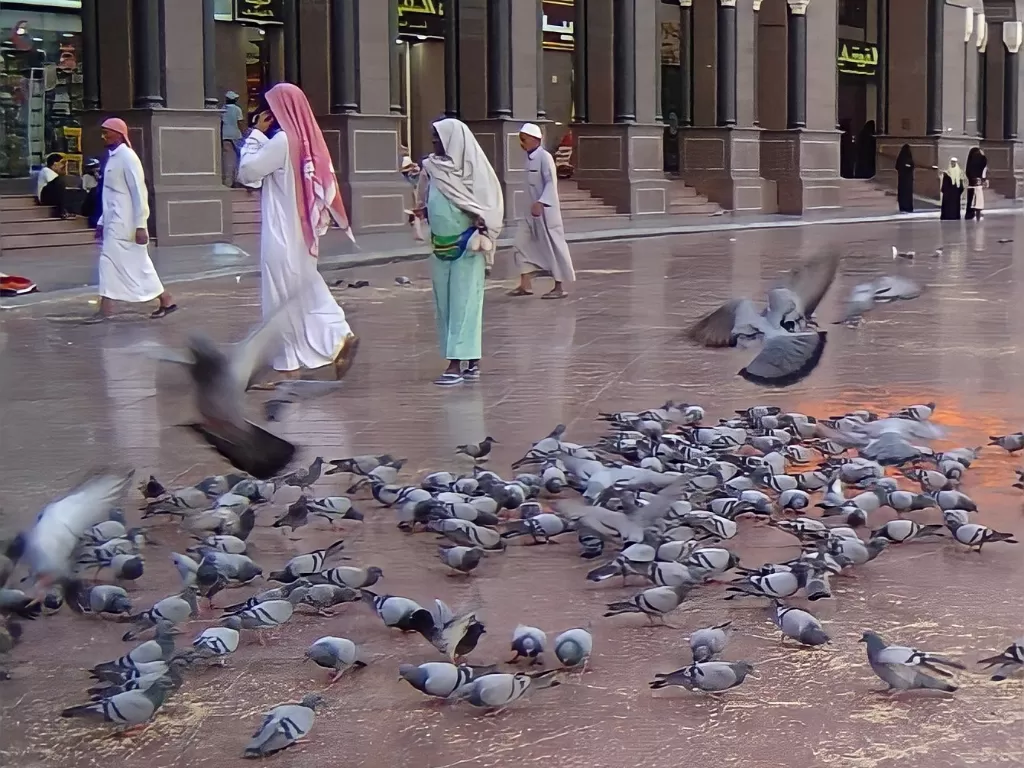 Burung merpati yang banyak terbang di Mekkah (Vivi Sanusi/IDZ Creators)