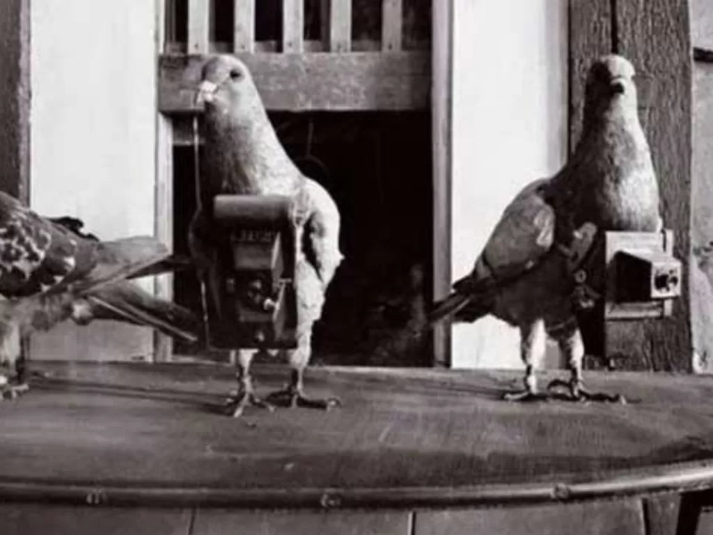 Burung merpati yang dijadikan mata-mata oleh pasukan Jerman. (History)