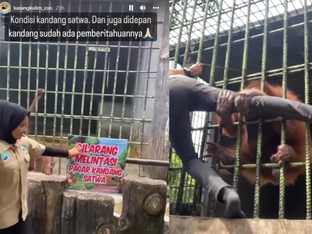 Pria ditarik orangutan di Kampar, Riau. (Tangkapan layar)