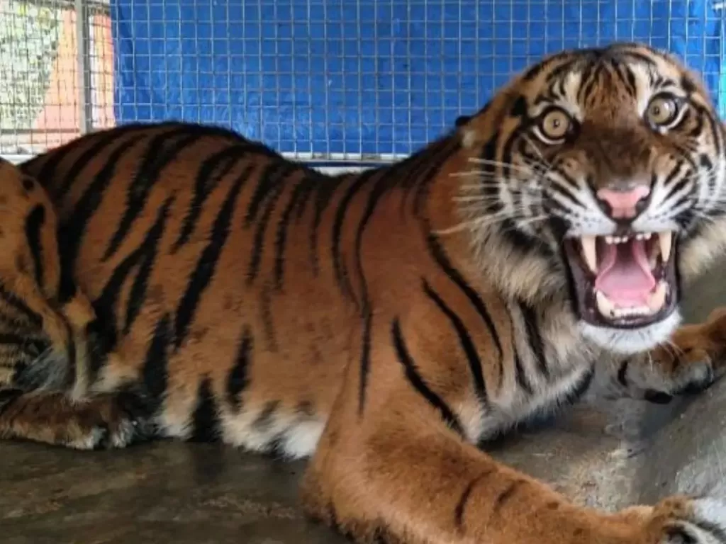 Harimau Sumatera si Puti Maua Agam dinyatakan mati saat direhabilitasi. (Foto/BKSDA Sumbar)