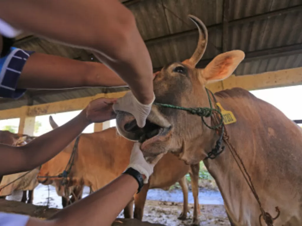 Dokter Hewan dari Dinas Ketahanan Pangan dan Pertanian (DKPP) Indramayu memeriksa sapi yang baru tiba di Rumah Pemotongan Hewan (RPH) Indramayu, Jawa Barat (Ilustrasi/ANTARA FOTO/Dedhez Anggara)