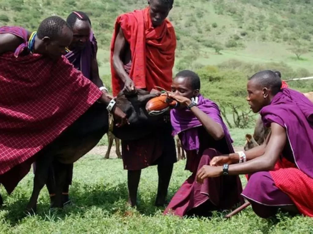 Suku Maasai di Kenya yang mengonsumsi sapi sebagai makanan pokok. (LiveScience)
