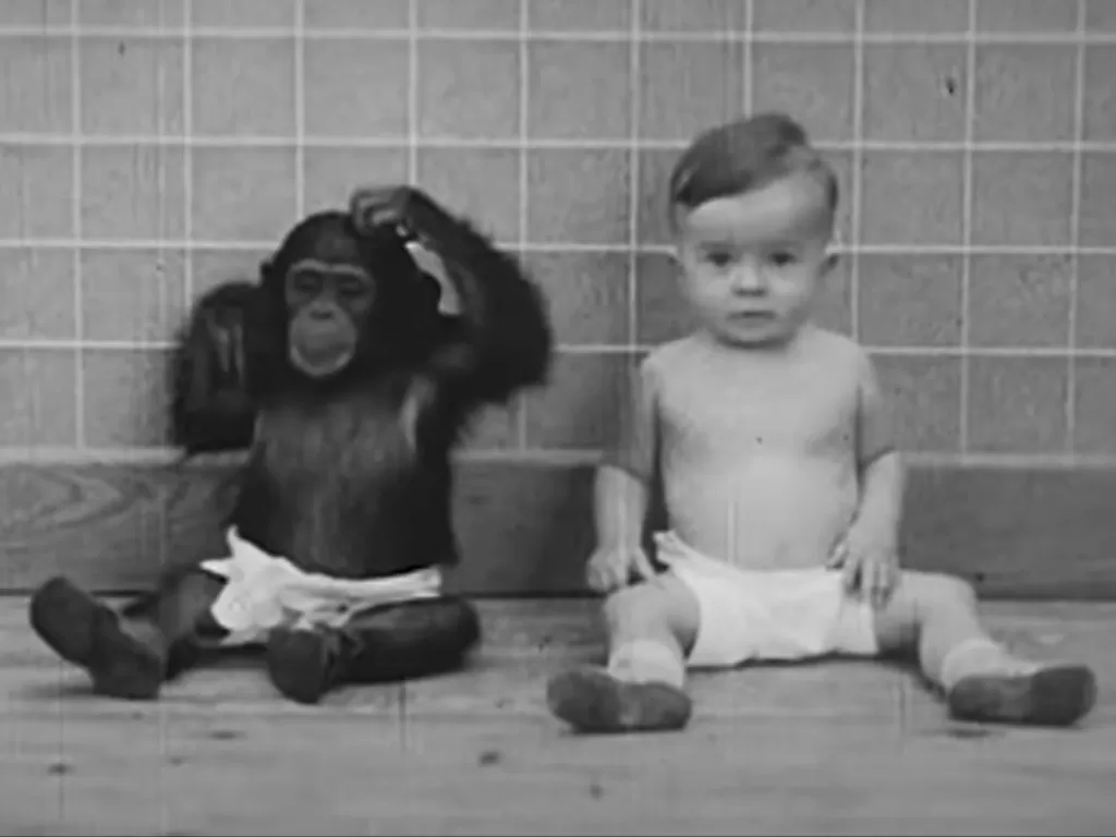 Eksperimen bayi yang dibesarkan bersama simpanse. (Mysteryofuniverse)