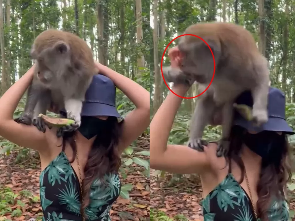 Wisatawan digigit monyet (TikTok/@radarbandung)