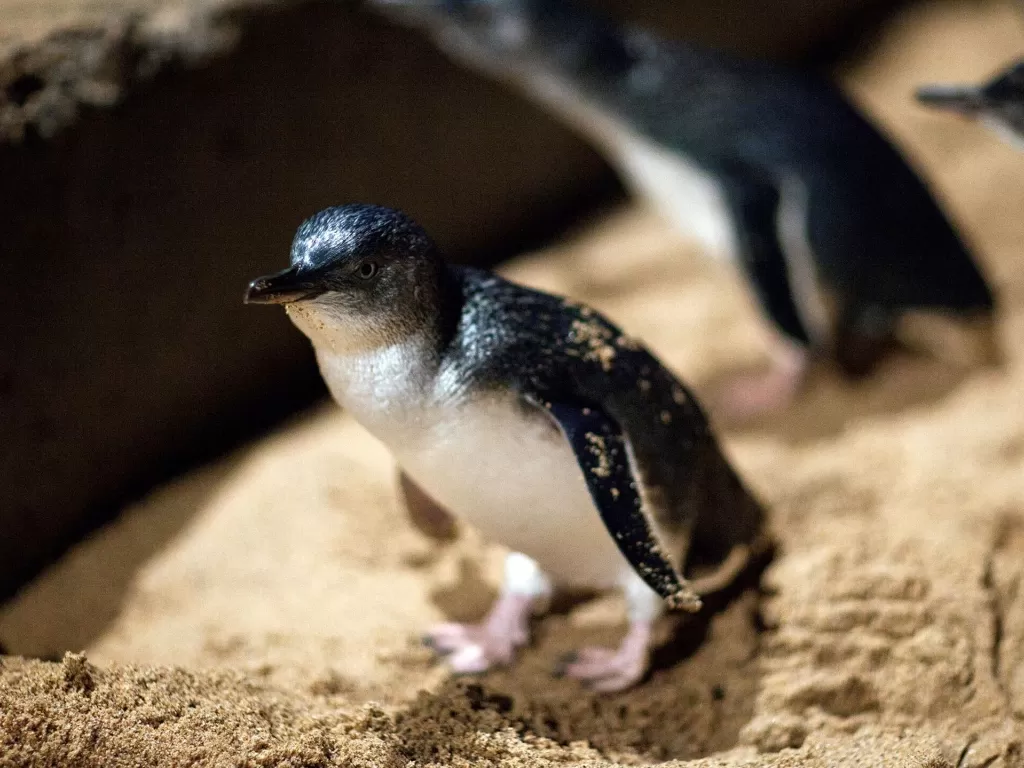 Penguin terkecil di dunia. (penguinfoundation.org.au)