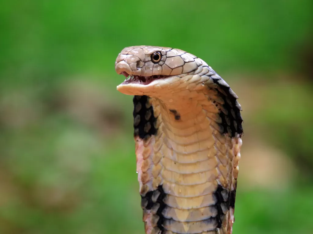 Ilustrasi ular kobra. (Freepik)
