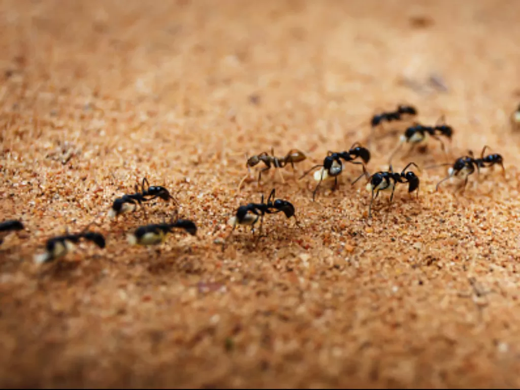 Ilustrasi kesabaran semut. (Unsplash)