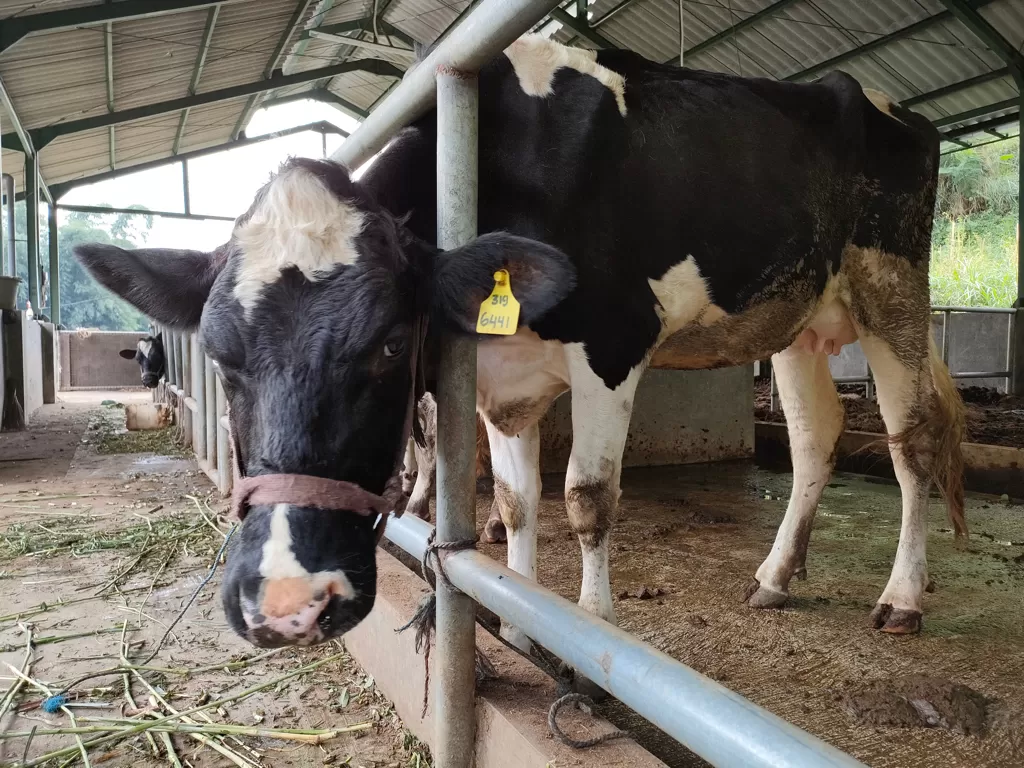 Ratusan sapi di Dusun Brau bebas dari PMK (Hasan Syamsuri/IDZ Creators)