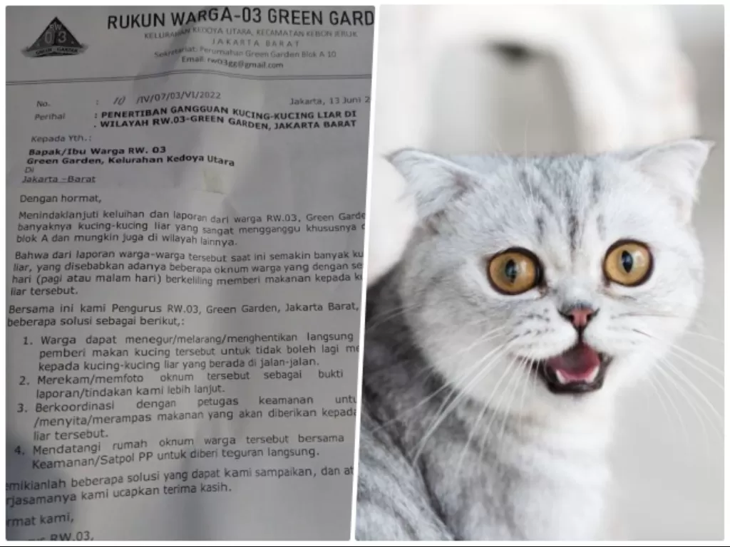 Surat edaran larang kasih makan kucing liar. (Twitter @txtdrberseragam). Ilustrasi kucing. (Freepik)