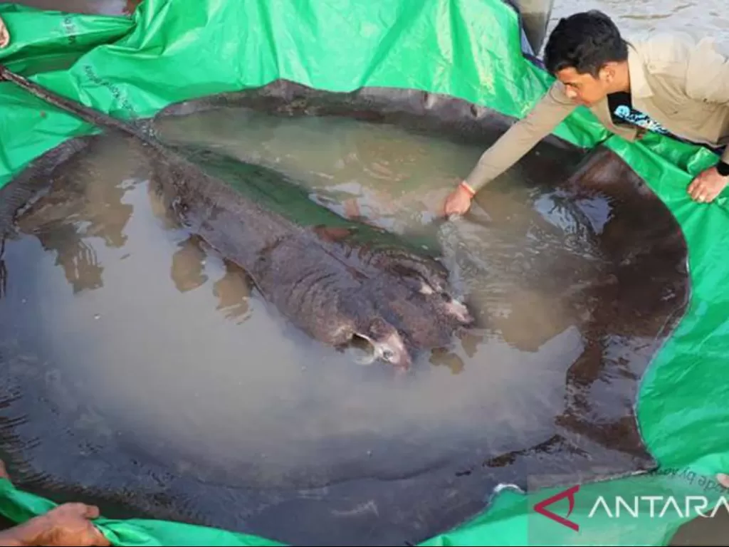 Ikan pari raksasa ditangkap di Sungai Mekong, Kamboja. (Antara/Xinhua/Wonders of the Mekong/Chhut Chheana)