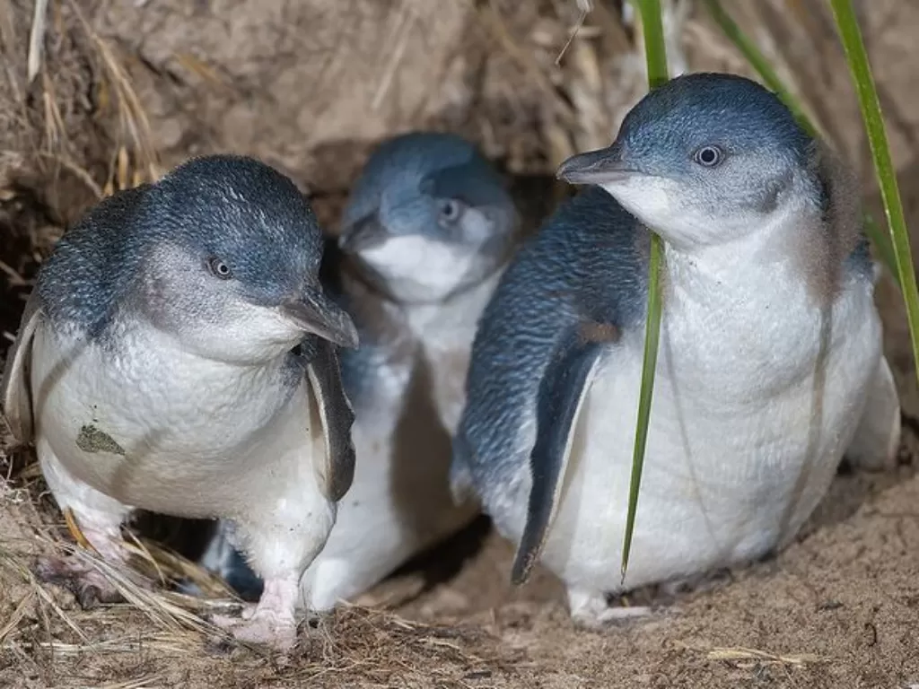 Korora, penguin kecil yang tinggal di Selandia Baru. (Nationalgeographic)