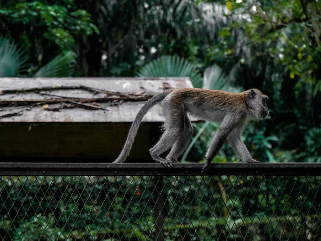 Ilustrasi monyet. (Pexels/Donald Tong)