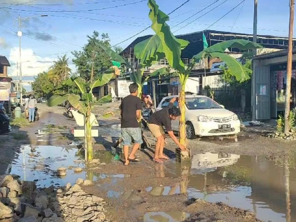 Warga Sidrap tanam pohon pisang di jalan rusak. (Asri Mursyid/IDZ Crators)