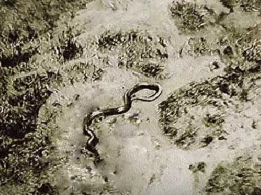 Gambar penampakan ular raksasa misterius disaat perang Kongo. (History)