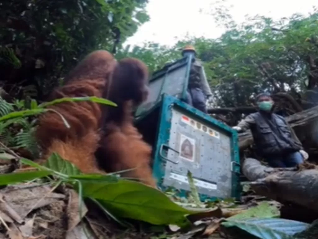 Pelepasan orangutan. (TikTok/bos_fondation)