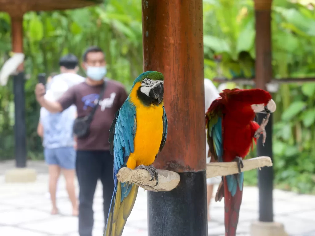 Bali Bird Park. (Rani Rachmania/IDZ Creators)