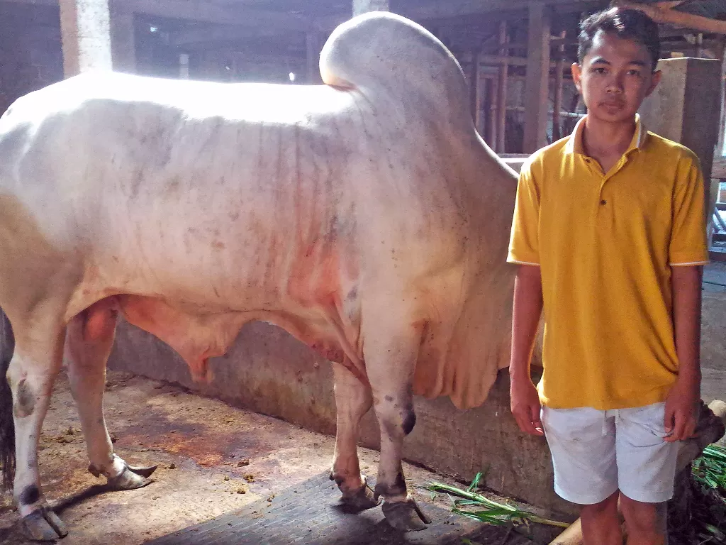 Hendy Oktri, remaja pemilik sapi yang dibeli Jokowi. (Eko Haryanto/IDZ Creators)