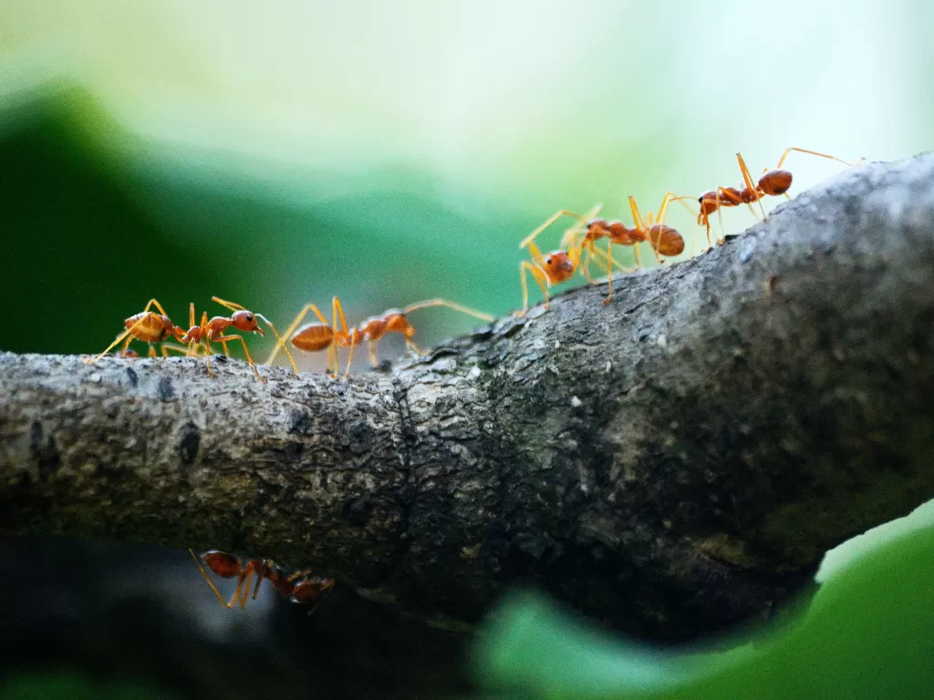 Ilustrasi semut. (Pexels/Poranimm Athithawatthee)