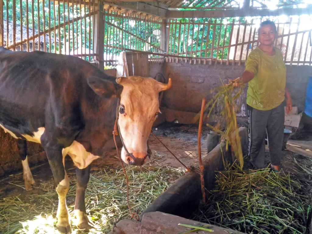 Warga memberi makan sapi ternak (Eko Haryanto/IDZ Creators)
