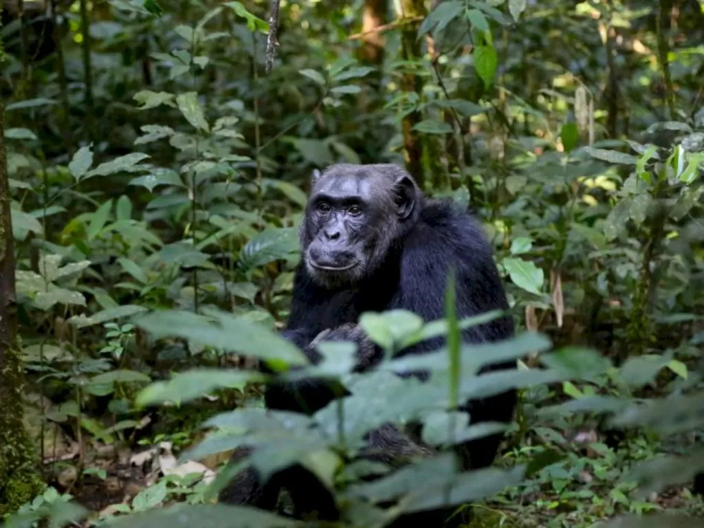 Ilustrasi simpanse gali sumur di hutan. (Unsplash)