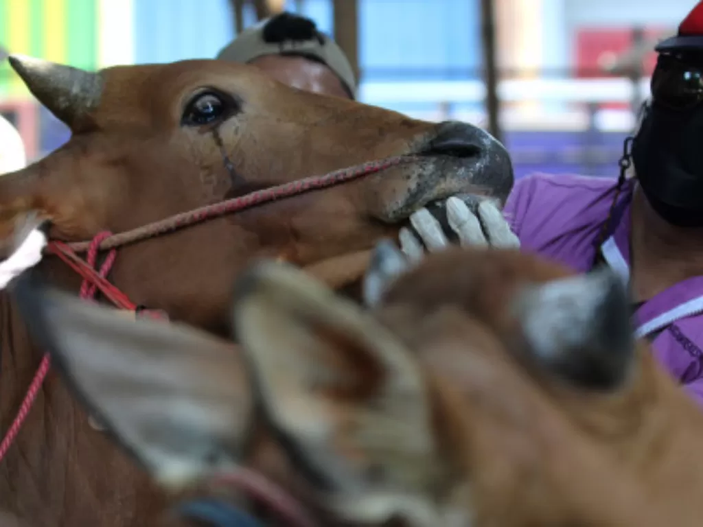 Petugas memeriksa mulut sapi untuk memastikan hewan kurban yang dijual dalam kondisi sehat terutama terbebas dari penyakit mulut dan kuku (PMK). (ANTARA FOTO/Didik Suhartono)