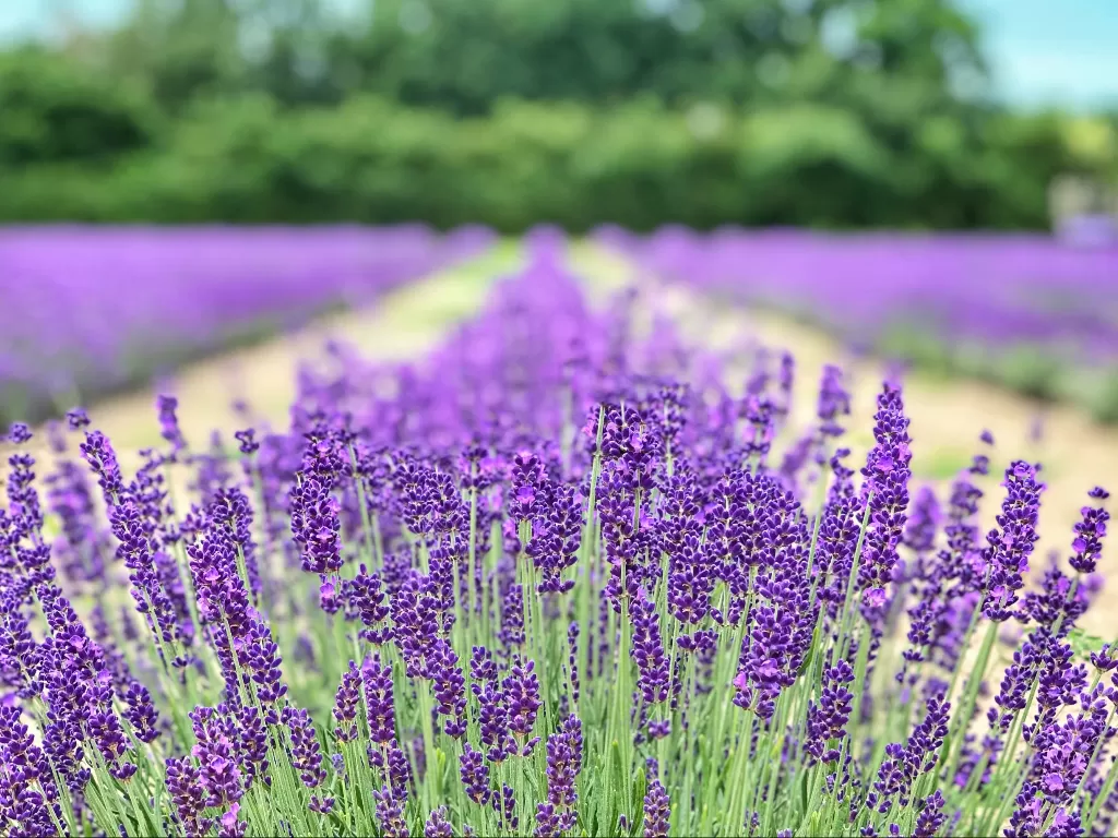 Ladang lavender yang menenangkan (Fabiola Lawalata/IDZ Creators)