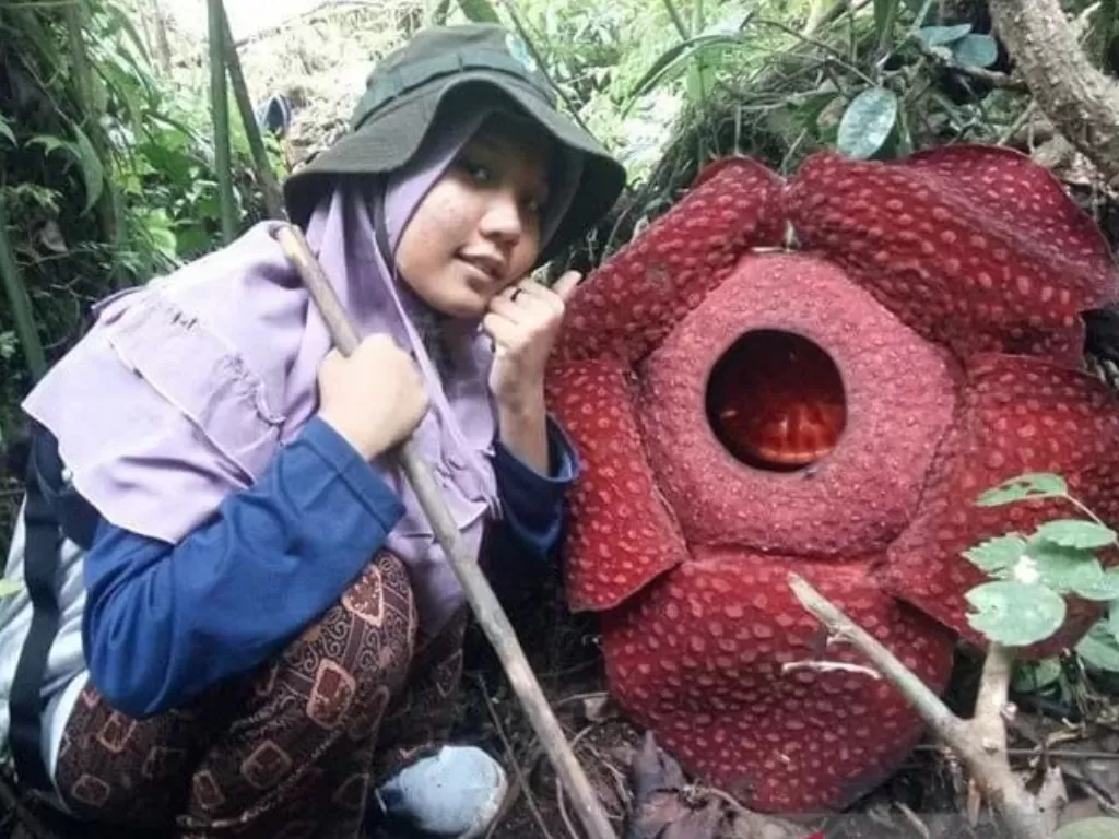 Seseorang berada di dekat bunga Raflesia yang mekar sempurna di Kabupaten Agam, Sumatera Barat. (ANTARA/Yusrizal)