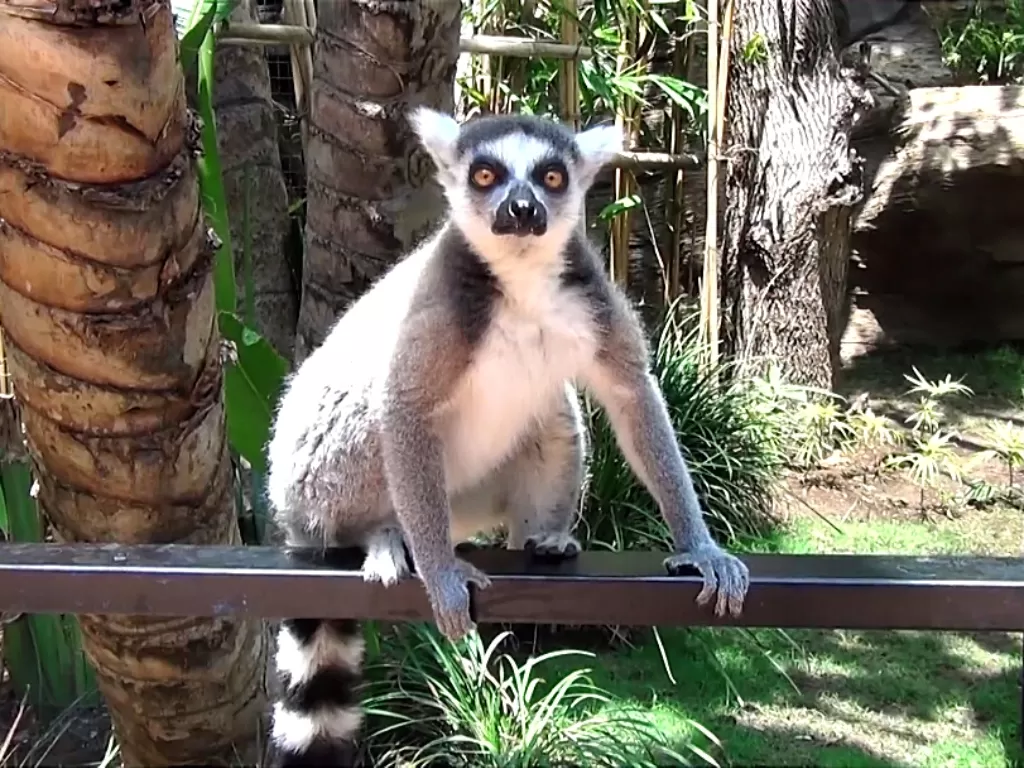Lemur di Batu Secret Zoo. (Hasan Syamsuri/IDZ Creators)