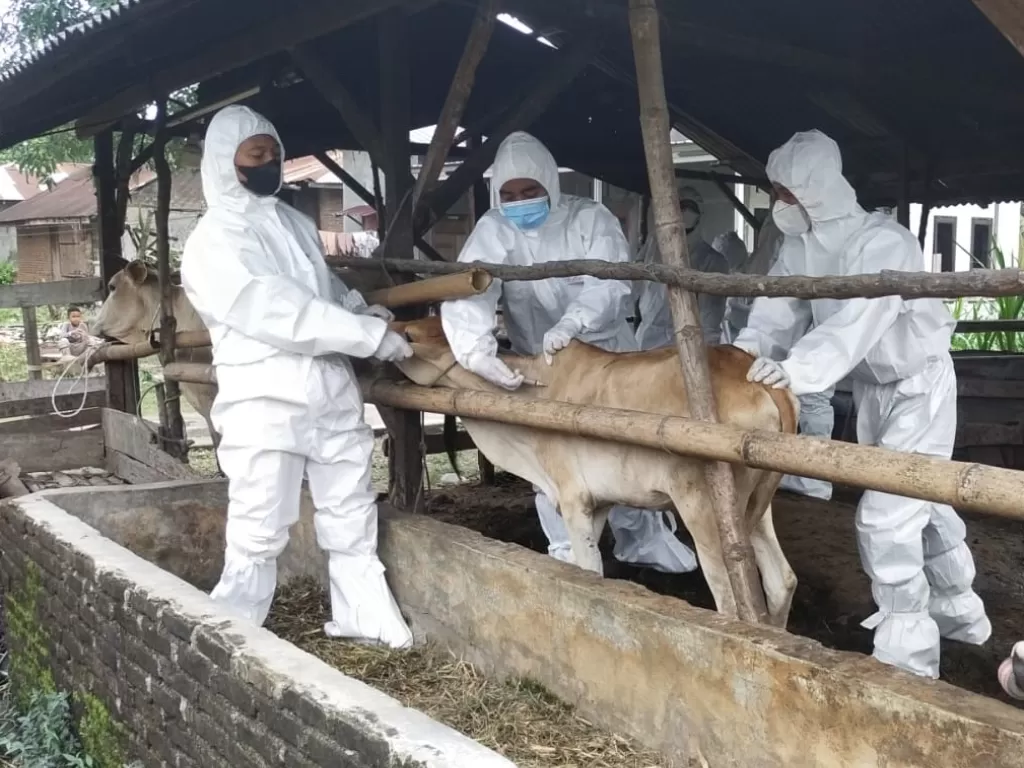 Hewan ternak di Deliserdang divaksinasi jelang lebaran Idul Adha saat kurban hewan ternak. (Foto/Istimewa)
