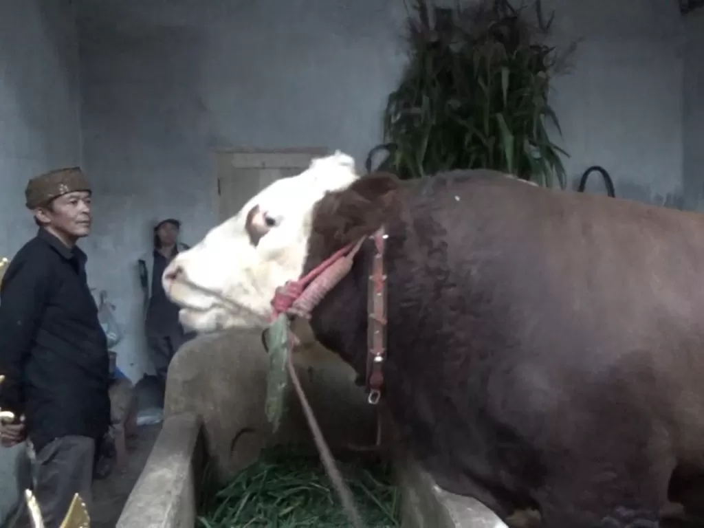 Slamet, sapi simental yang dibeli Presiden Joko Widodo (Ahmad Sugeng Laksono/Z Creators)