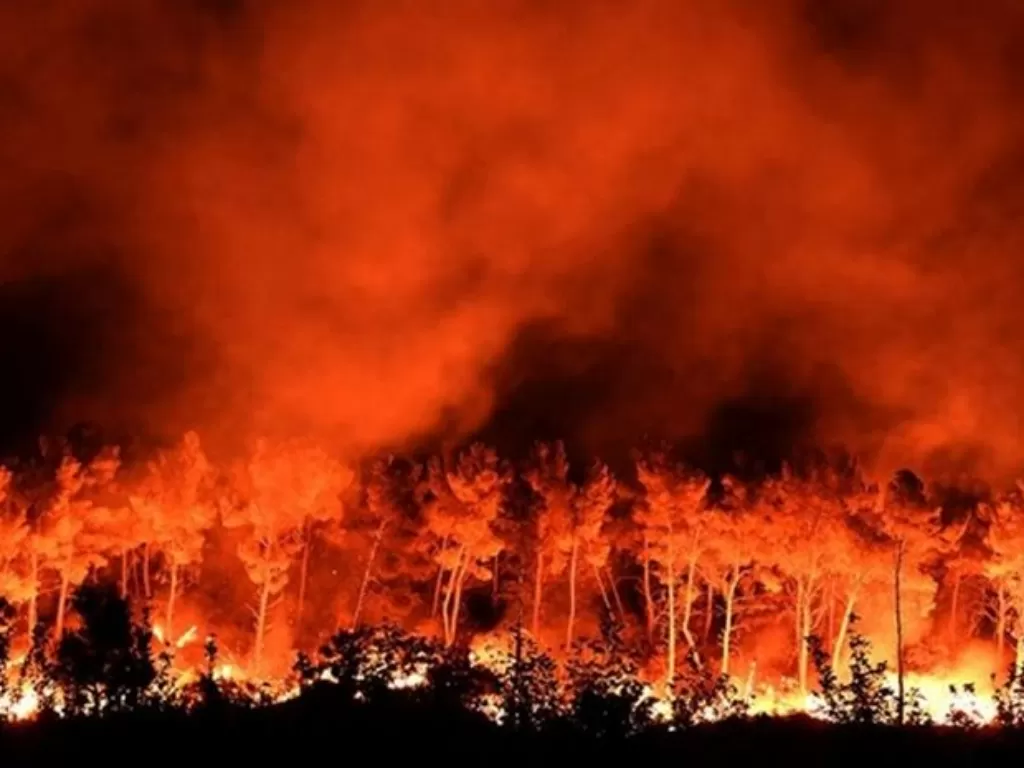 Ilustrasi kebakaran hutan global. (Unsplash)