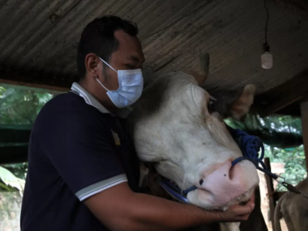 Ilustrasi pemilik sapi memakai masker sambil memeluk hewan peliharaannya yang akan dikurbankan. (ANTARA FOTO/Jojon)
