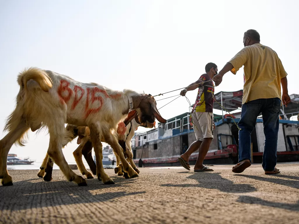 Petugas menarik kambing kurban yang akan dimasukkan ke dalam kapal motor di Pelabuhan kaliadem, Muara Angke, Jakarta, Kamis (7/7/2022). (ANTARA/M Risyal Hidayat)