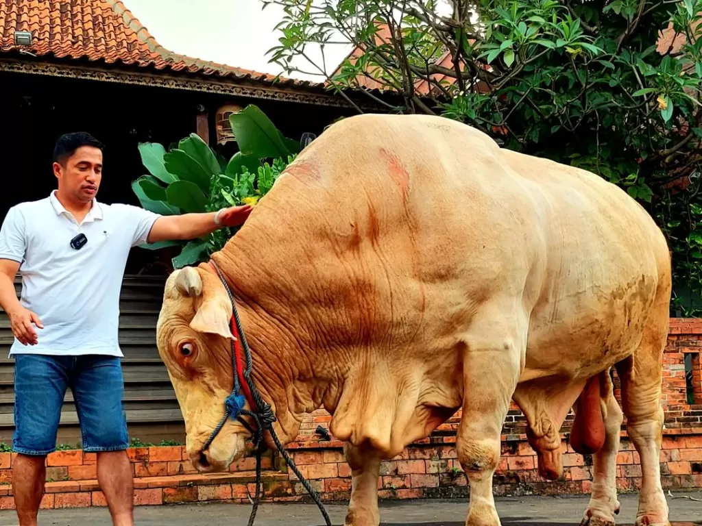 Irfan Hakim dan sapi Wisanggeni yang akan dia kurbankan pada Idul Adha. (Instagram/@irfanhakim75)