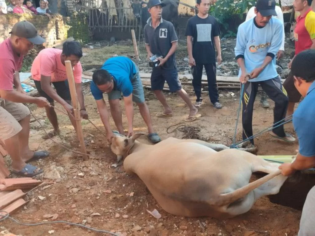 Sejumlah warga bergotong royong menyembelih hewan kurban di Desa Kalikatak, Kecamatan Arjasa, Pulau Kangean, Kabupaten Sumenep, Ahad (10/7/2022). (ANTARA/MASUKI M Astro)